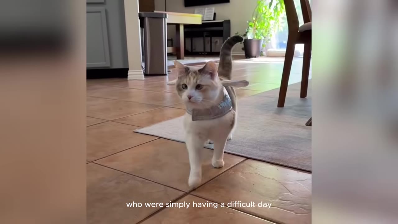 A calico cat wearing a silver collar walks forward across a tiled floor in a home.
