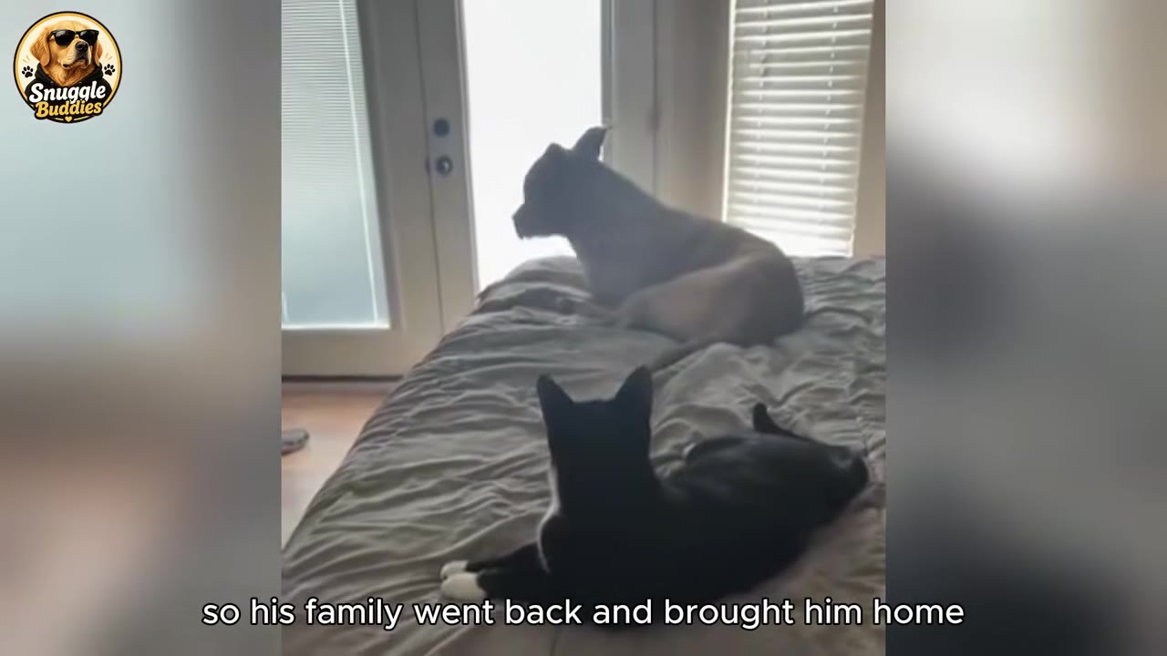 A black and white cat and a light-colored dog lie on a bed, looking towards a glass door.