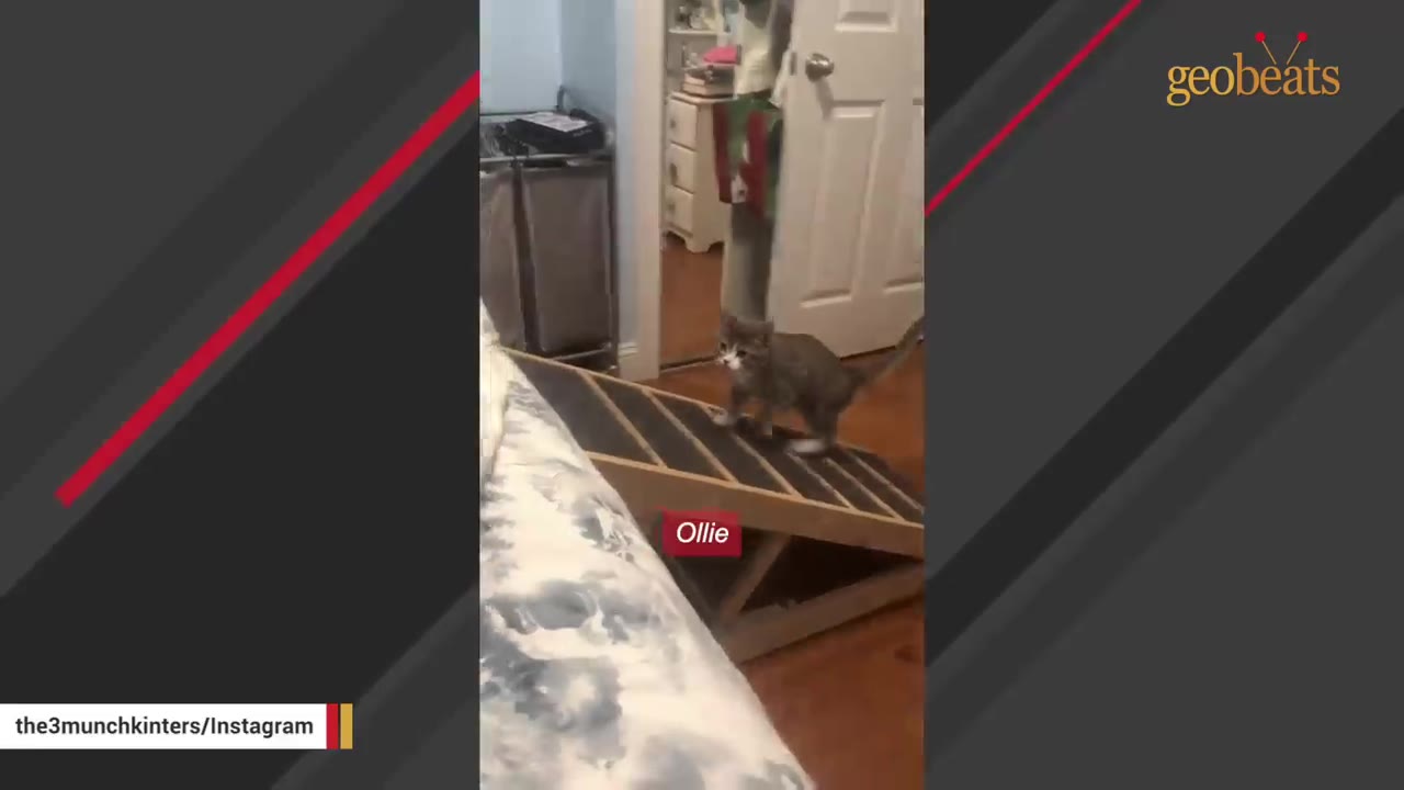 A small, short-legged grey and white cat named Ollie walks up a wooden pet ramp next to a bed.