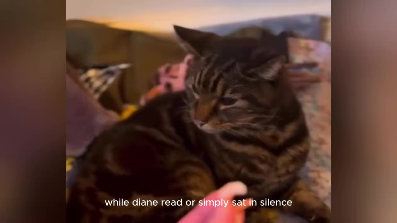 A tabby cat sitting indoors on a soft surface, looking off to the side.