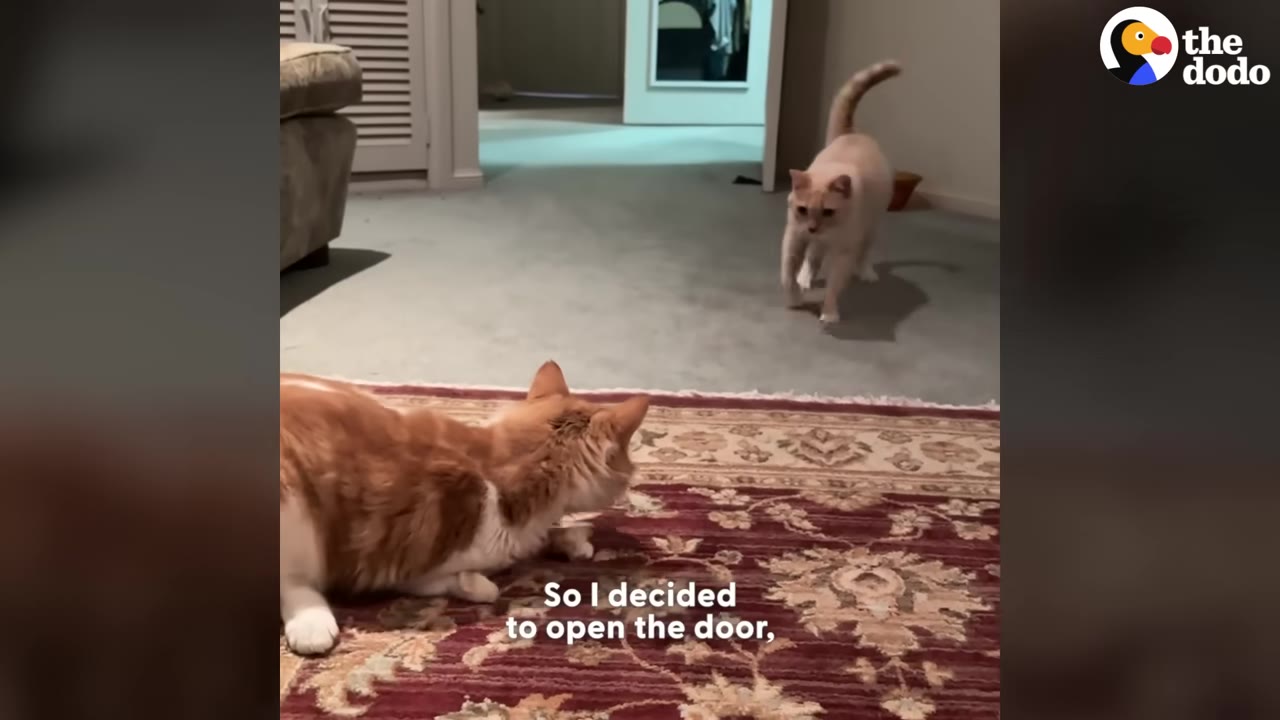An orange and white cat lies on a patterned rug, watching a light-colored cat walk towards him from across the room.