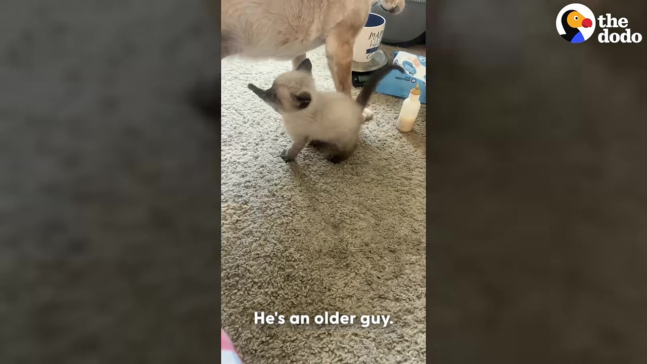 A small Siamese kitten stands on a grey carpet next to the legs of a tan dog.