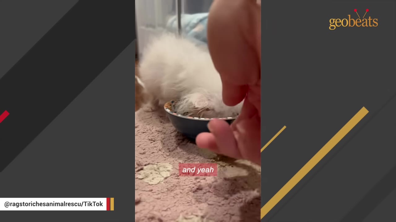 A small, fluffy white kitten with its face buried deep inside a blue food bowl on a pink textured mat.