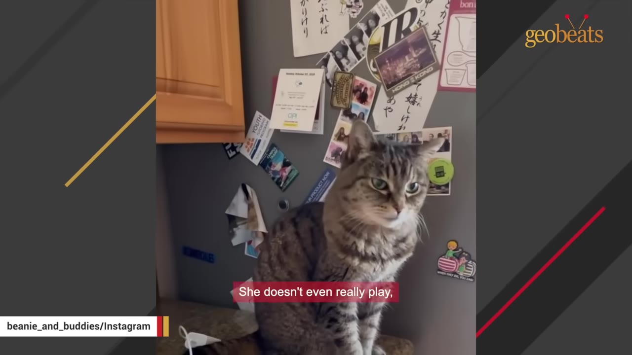 A tabby cat sits on a kitchen counter next to a refrigerator covered in magnets and notes, looking directly at the camera with a serious expression.