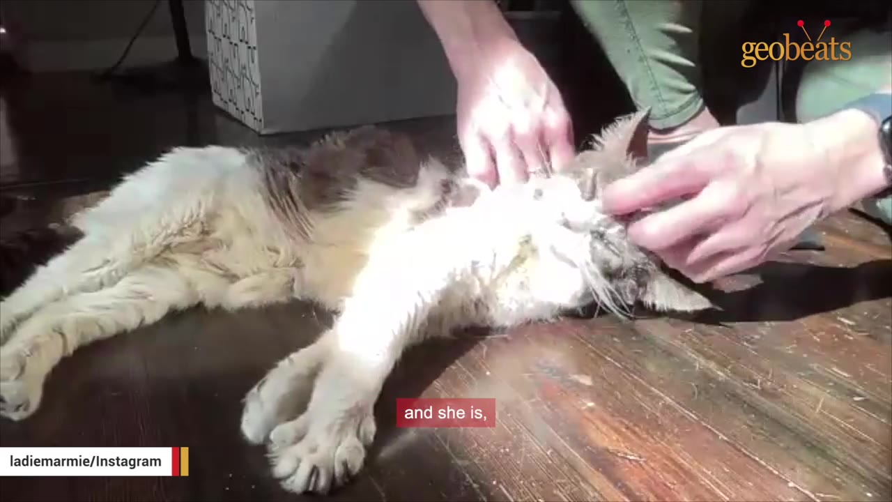 A fluffy cat lies on a wooden floor in a bright patch of sunlight while being gently petted by a person.