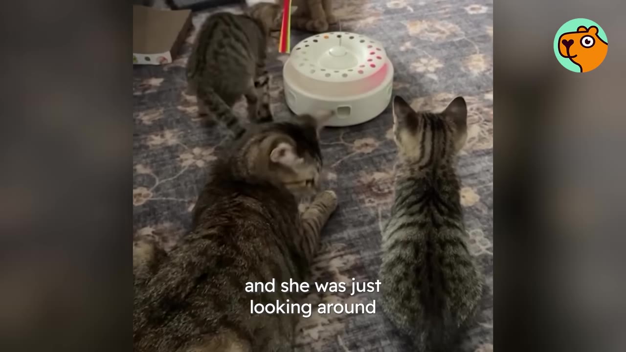 A mother tabby cat and her two kittens explore an indoor carpeted room with a white circular cat toy.