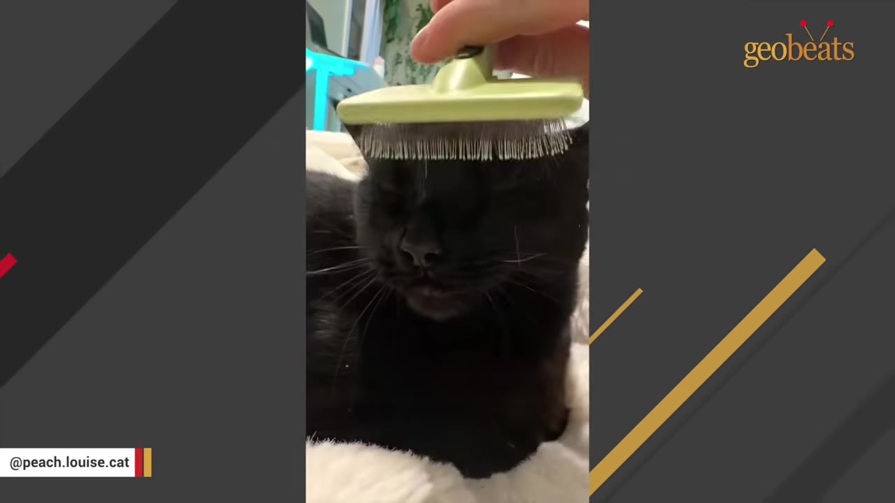 A close-up of a black cat being gently brushed on its head with a green pet brush.