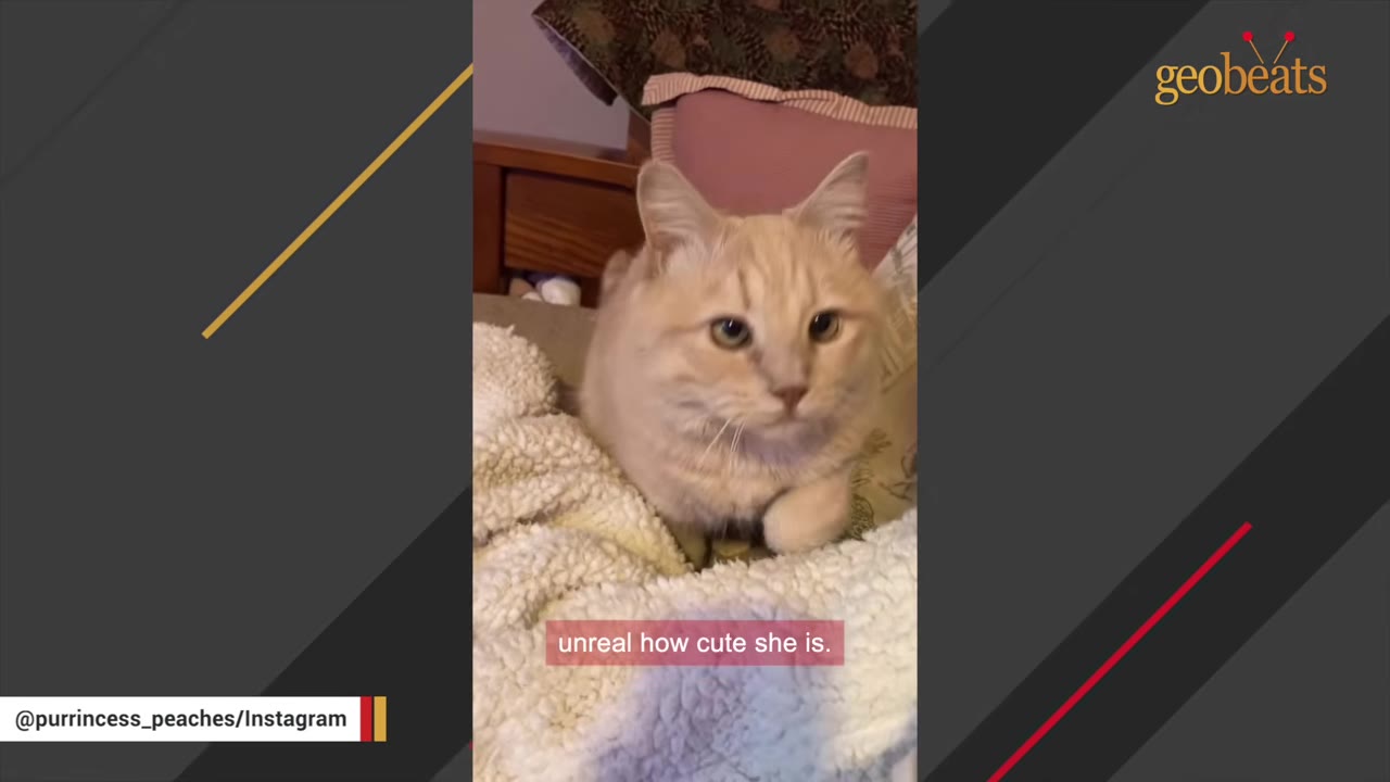 A light orange, long-haired cat sitting on a fluffy white blanket, looking directly at the camera.