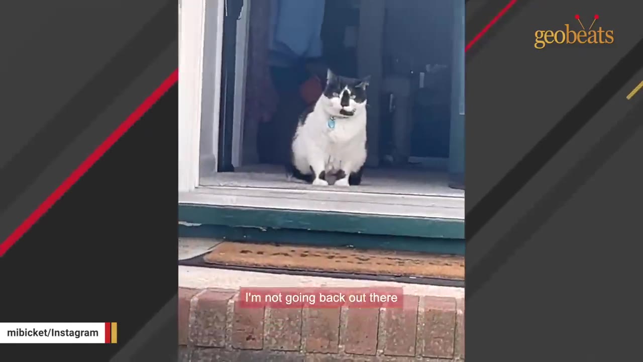 A black and white cat sits inside an open doorway looking out, with a caption that reads 'I'm not going back out there'.
