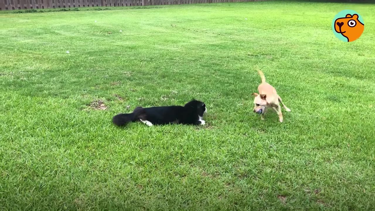 A black and white cat lies on a green lawn while a small tan dog stands nearby, looking towards the cat.