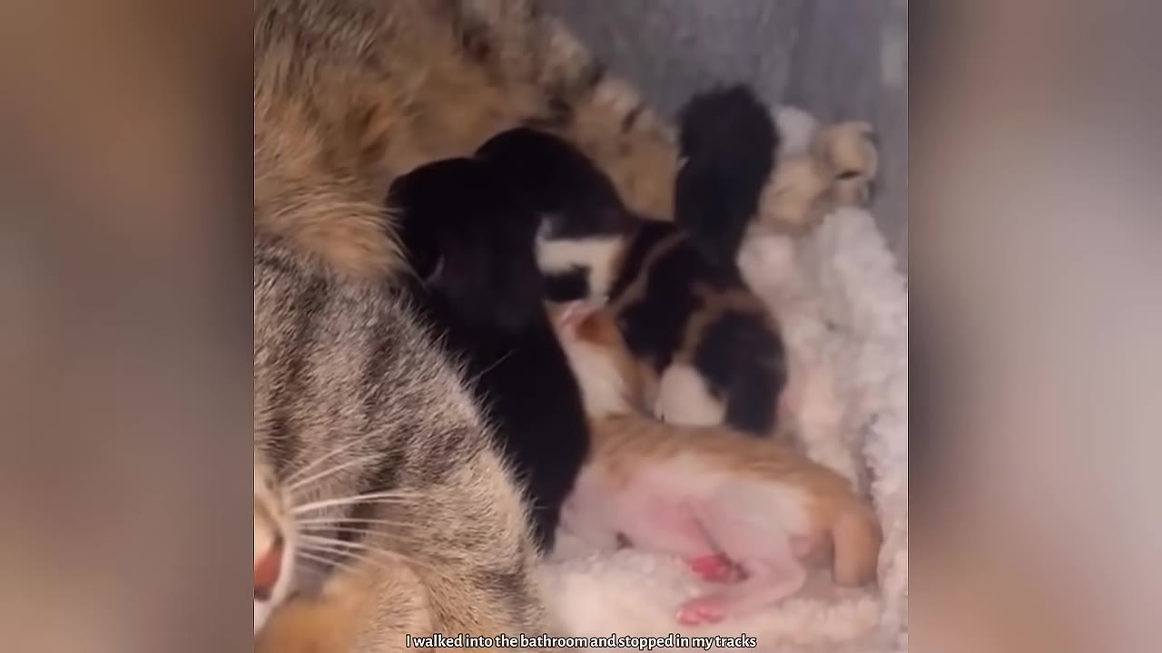 A mother tabby cat lying down with three tiny newborn kittens curled up beside her on a soft white blanket.