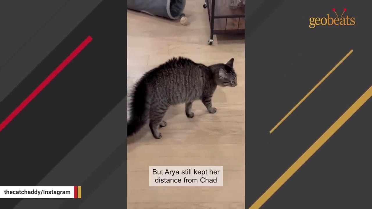 A tabby cat with an arched back walks cautiously across a light-colored wooden floor.