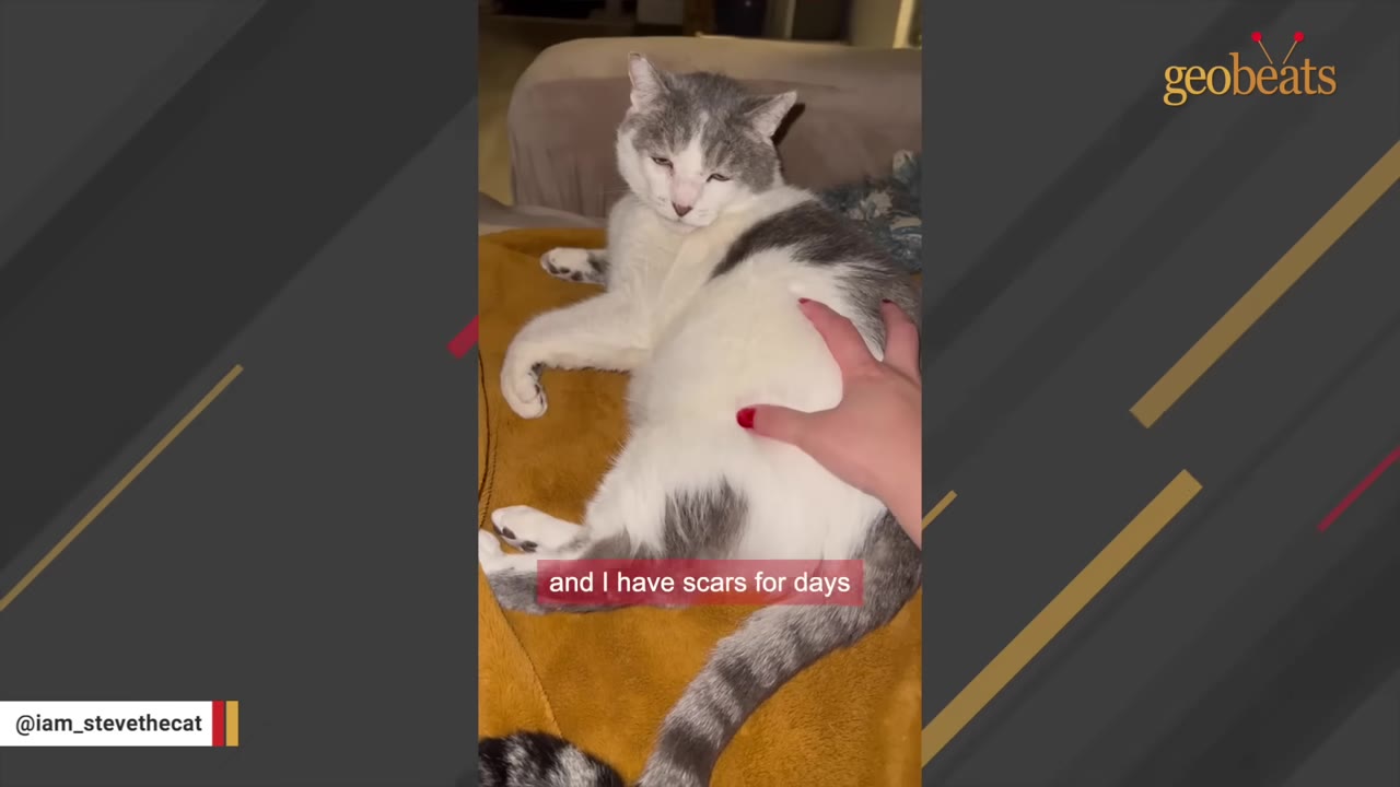 A grey and white cat lies on a yellow blanket as a hand with red nail polish gently touches its side.
