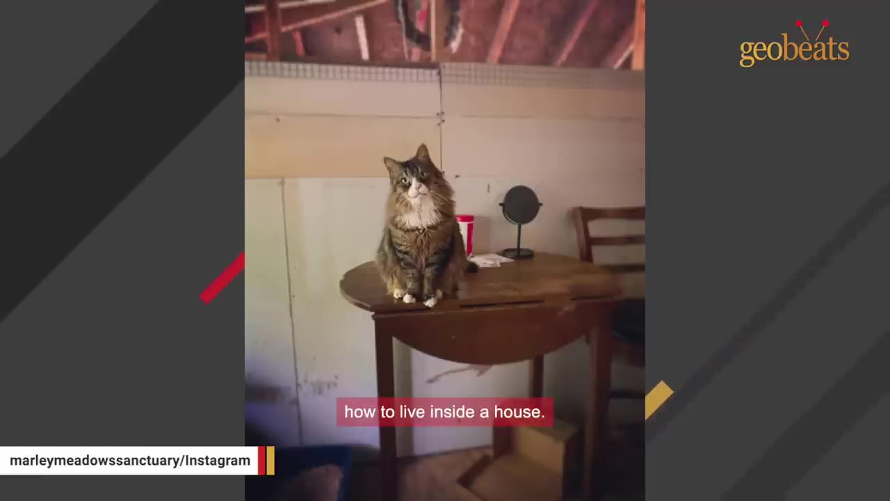 A fluffy brown and white tabby cat sits calmly on top of a round wooden table indoors.