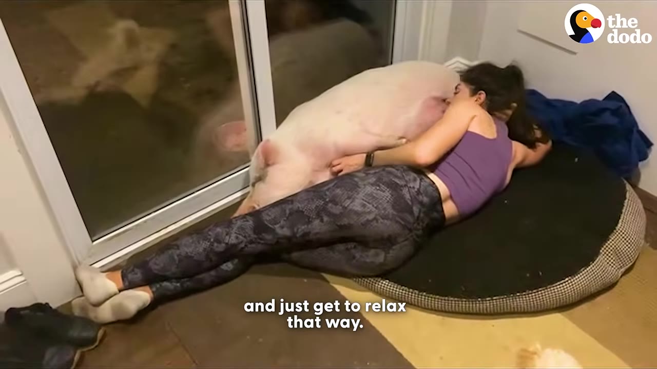 A woman in a purple top and patterned leggings lies on a large round pet bed, snuggling closely with a large pink pig.