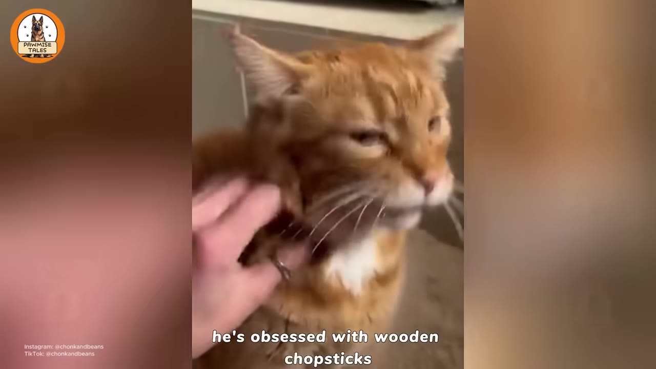 An orange cat being scratched under the chin by a hand, with a text overlay that reads 'he's obsessed with wooden chopsticks'.