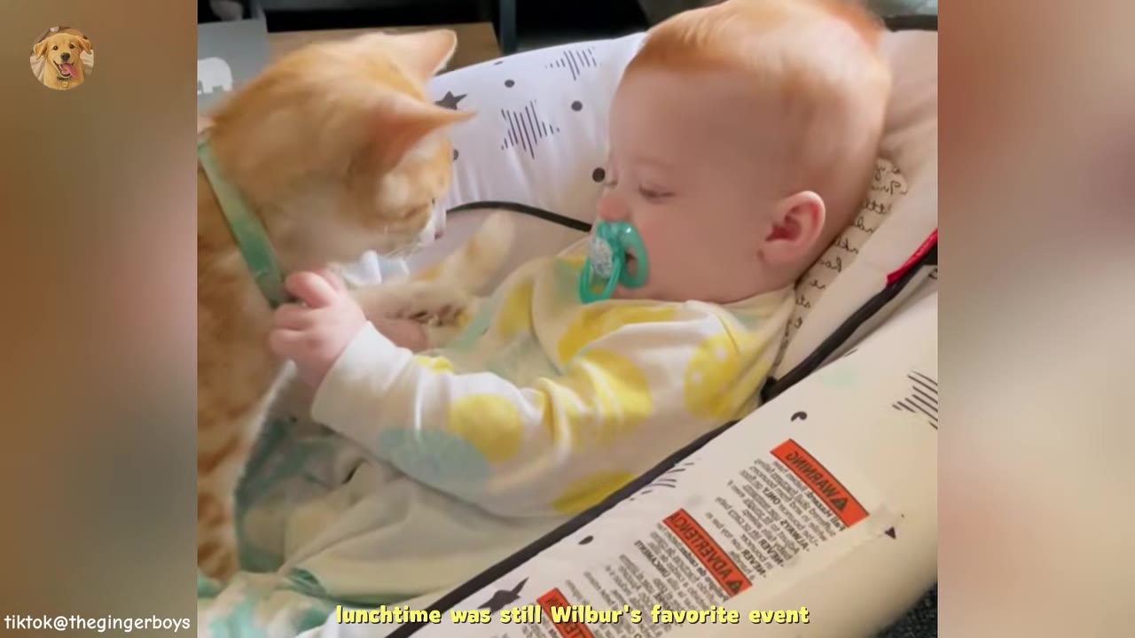 An orange cat stands near a baby with a pacifier in a bouncer, with text on screen reading 'lunchtime was still Wilbur's favorite event'.