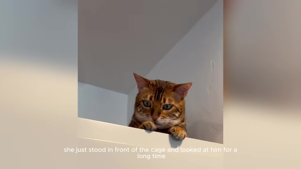 A Bengal cat peers down cautiously from the top of a white partition, looking directly at the camera with wide eyes.