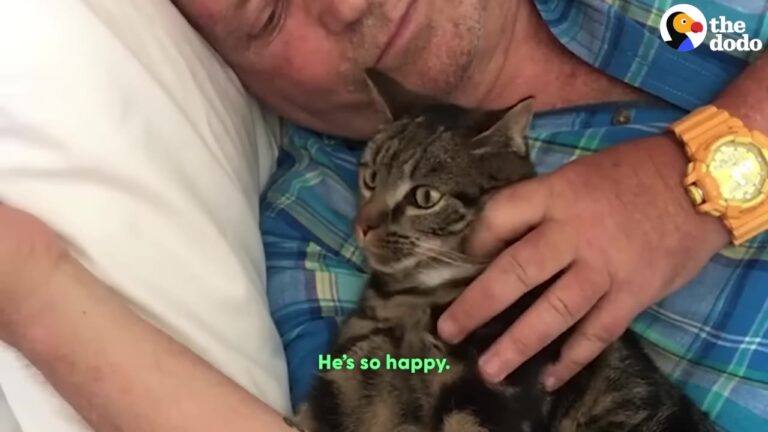 Michigan Wobbly Kitten Who Used To Just Sleep Gets The Adventure-Filled Life With His Dad