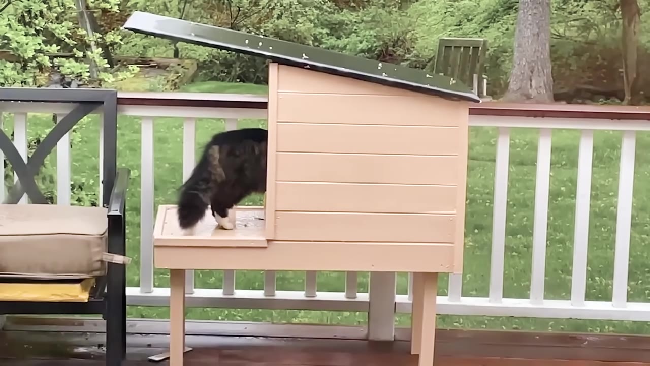 A fluffy long-haired cat enters a small wooden outdoor shelter on a wet deck.
