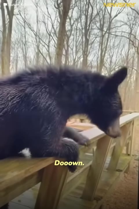A black bear cub climbs on a wooden deck railing with the text overlay 'Dooown.'