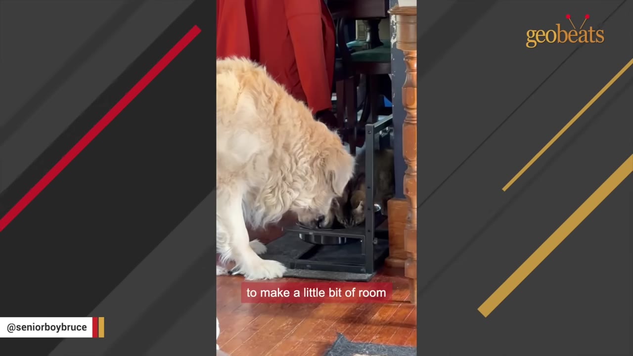 A golden retriever and a tabby cat eating together side-by-side from the same elevated food bowl.