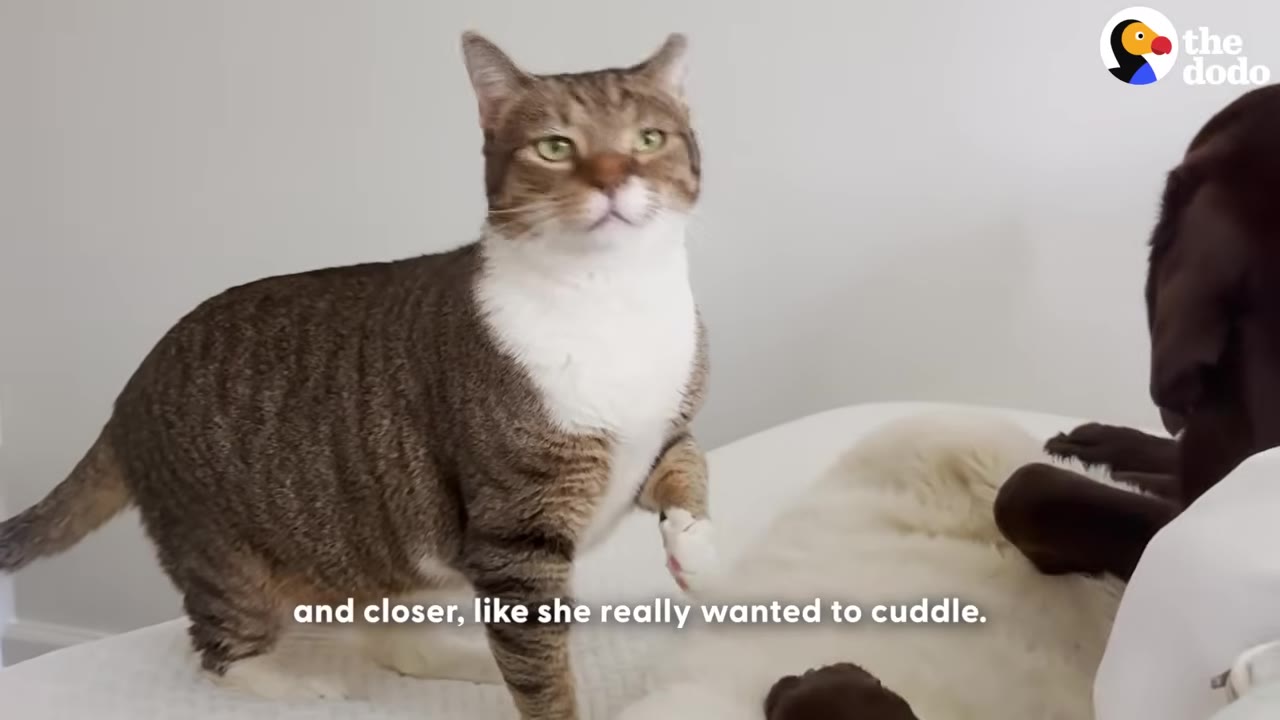 A brown and white tabby cat stands on a white bed next to a chocolate Labrador retriever.