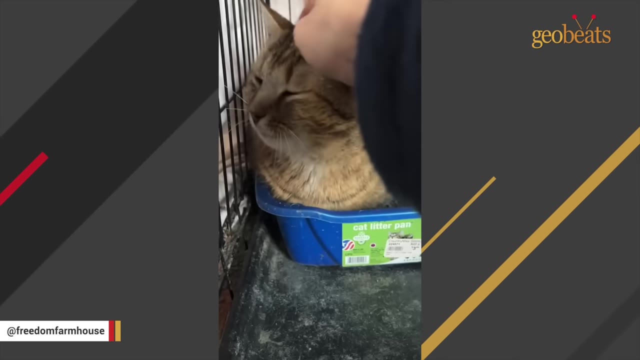 A brown tabby cat sitting in a blue litter pan inside a wire cage, leaning up with closed eyes as a hand gently pets its head.