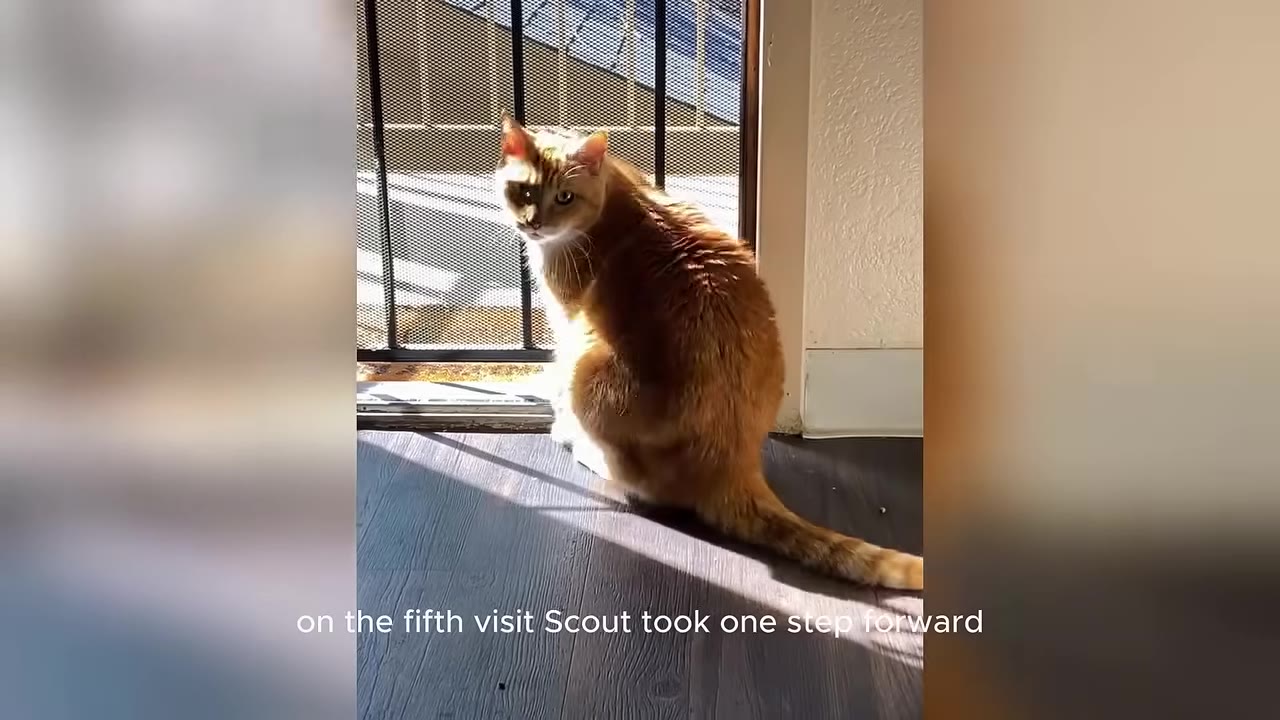 An orange and white cat sits on a dark floor in a patch of sunlight near a metal security screen door.