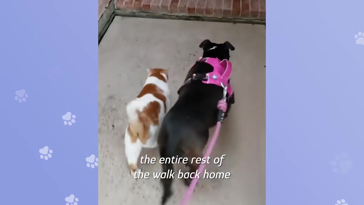 A black dog wearing a pink harness and a brown and white cat walk side-by-side on a concrete path towards a house entrance.