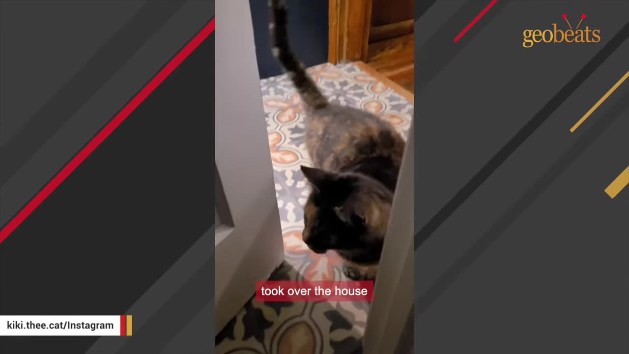 A tortoiseshell cat stands in a doorway on a patterned tiled floor, looking out into the hallway.