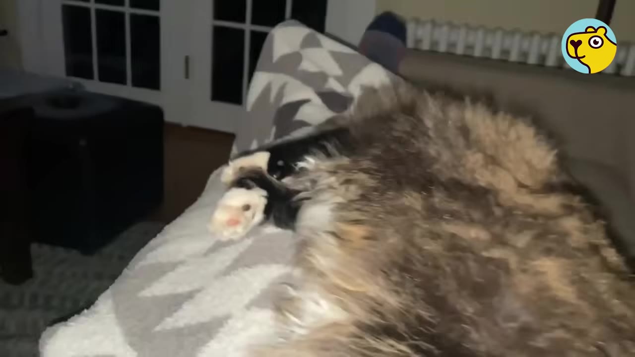 A fluffy long-haired cat lies on a grey and white patterned blanket on the floor.