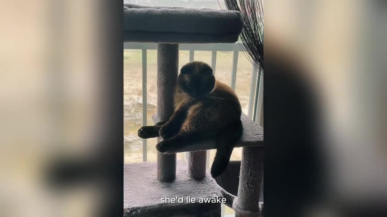 A Siamese cat sitting upright on a grey cat tree in front of a window, looking awake.