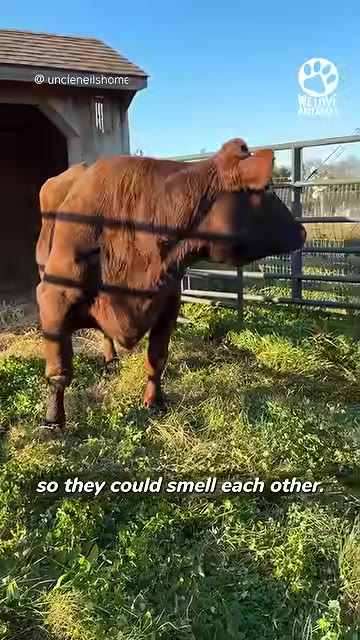 A brown cow stands in a grassy pasture next to a metal fence, looking towards the side.