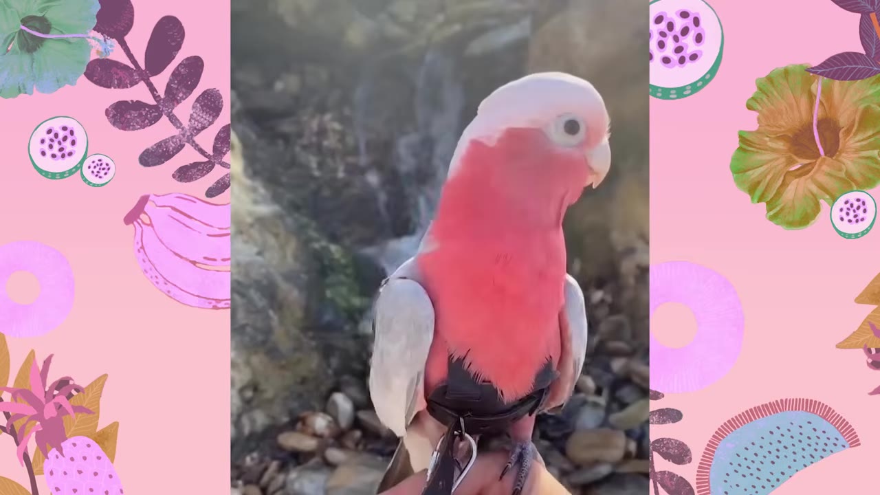 A pink and grey galah cockatoo wearing a black harness stands outdoors in front of a rocky background.
