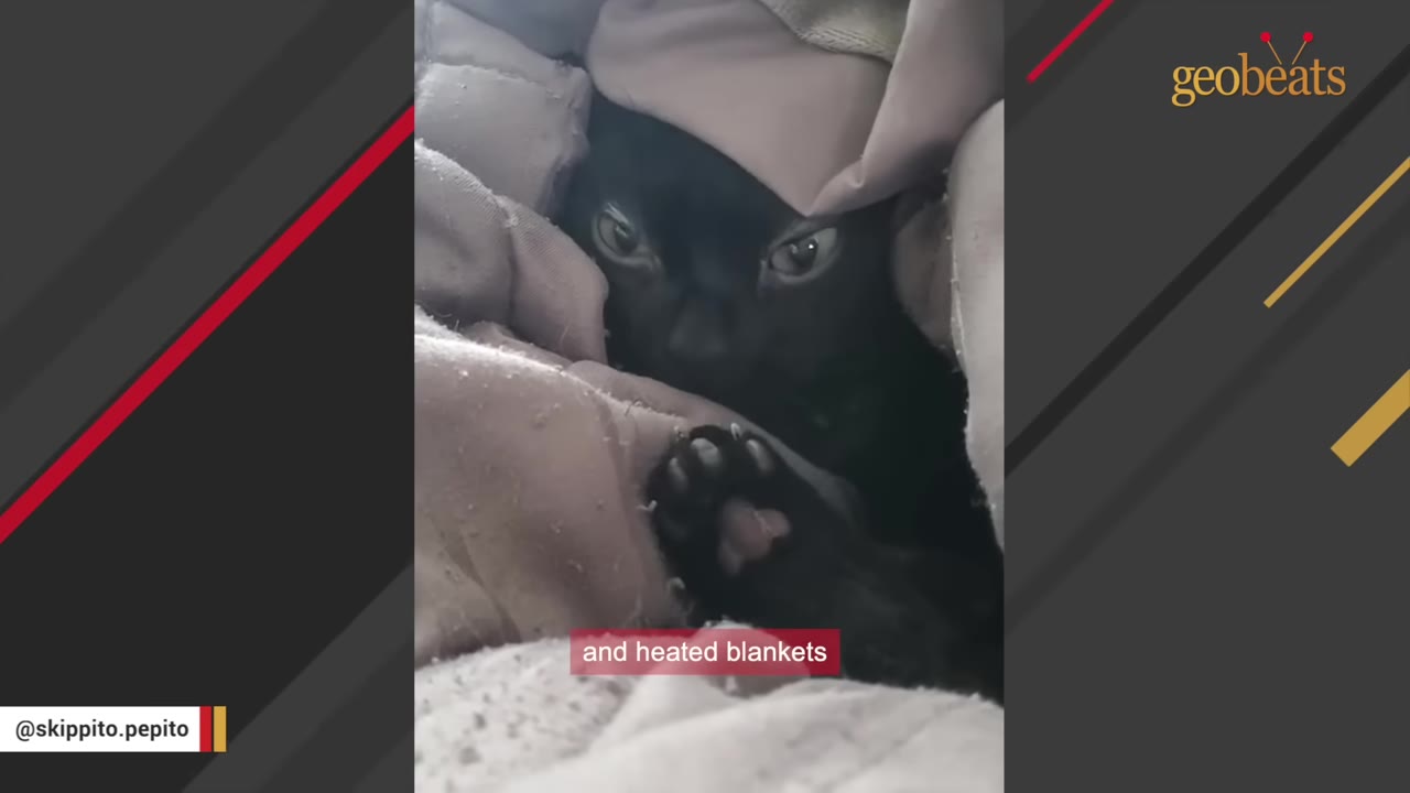 A black cat named Skippy snuggled deep inside warm blankets, with a caption reading 'and heated blankets'.