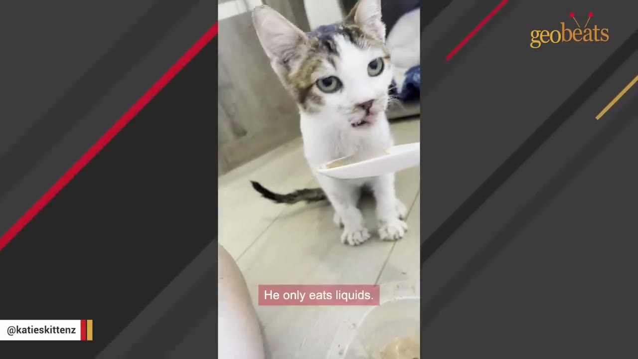A small white and brown cat sits on a light-colored floor, looking at a white spoon filled with liquid food being offered to him.
