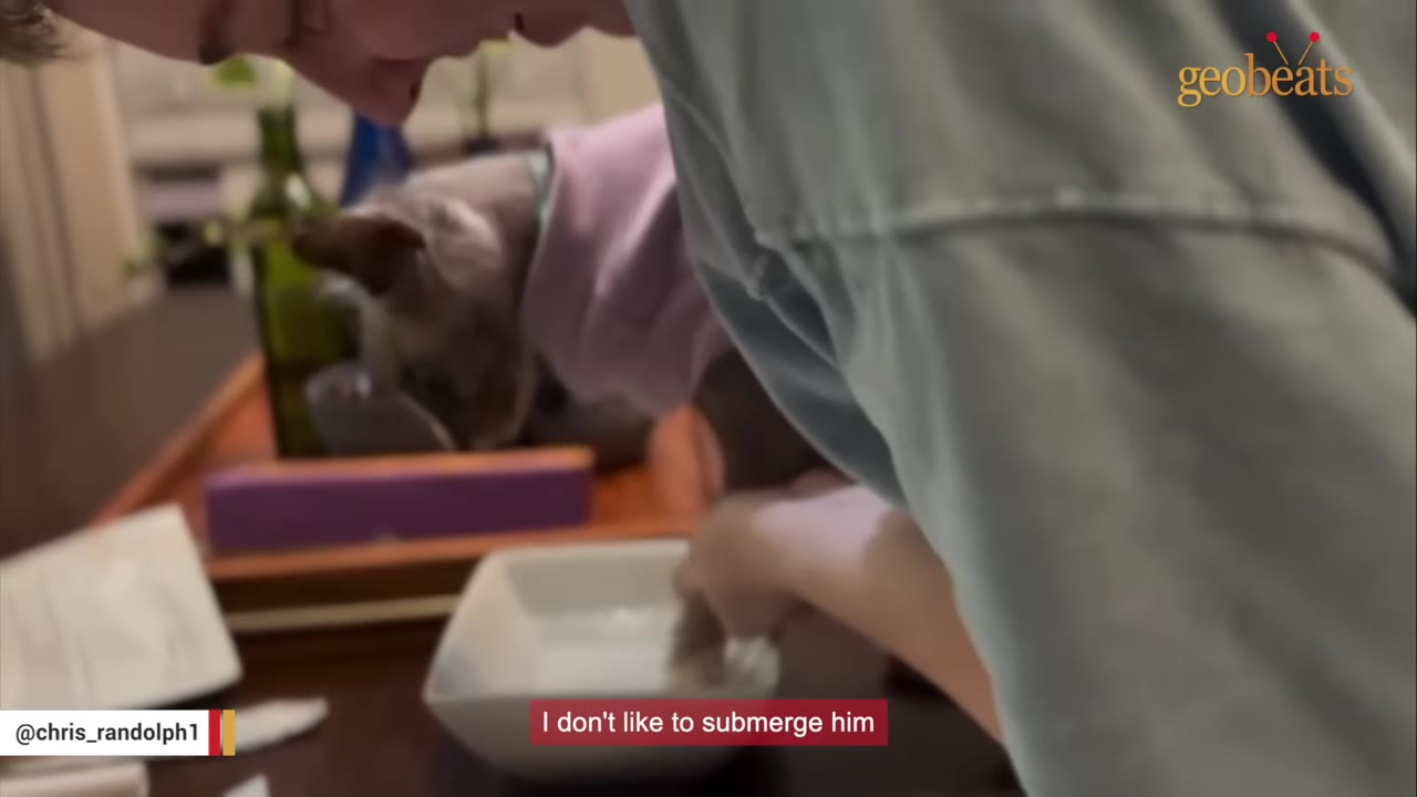 A close-up shot of Chris gently washing the paw of Booser, a hairless cat, using a small white bowl of water on a table.