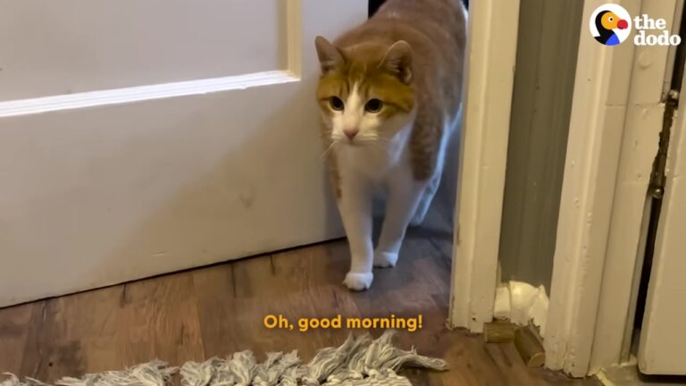 Texas Foster Cat Was Shut Down In Fear Until A Red Sweater Sparked A Beautiful Transformation