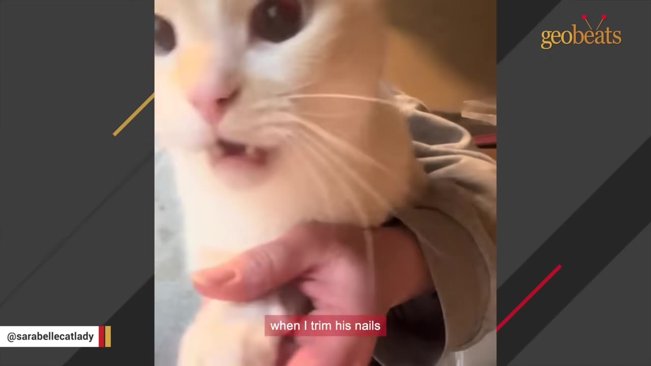 A close-up of a light-colored cat with its mouth slightly open as if making a sound, while being held by a person's hand.