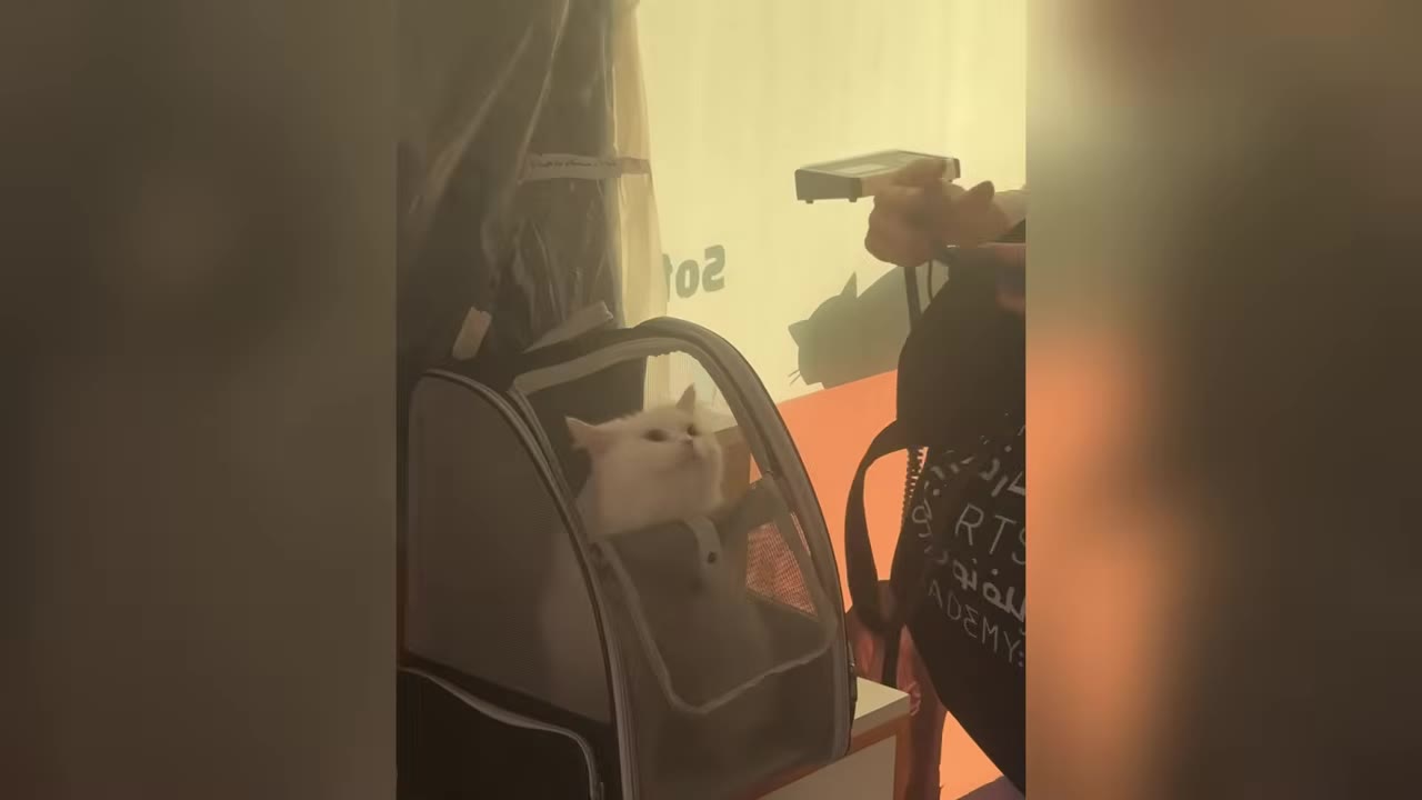 A white cat sits inside a mesh pet carrier backpack while a digital display in the background reads 102.