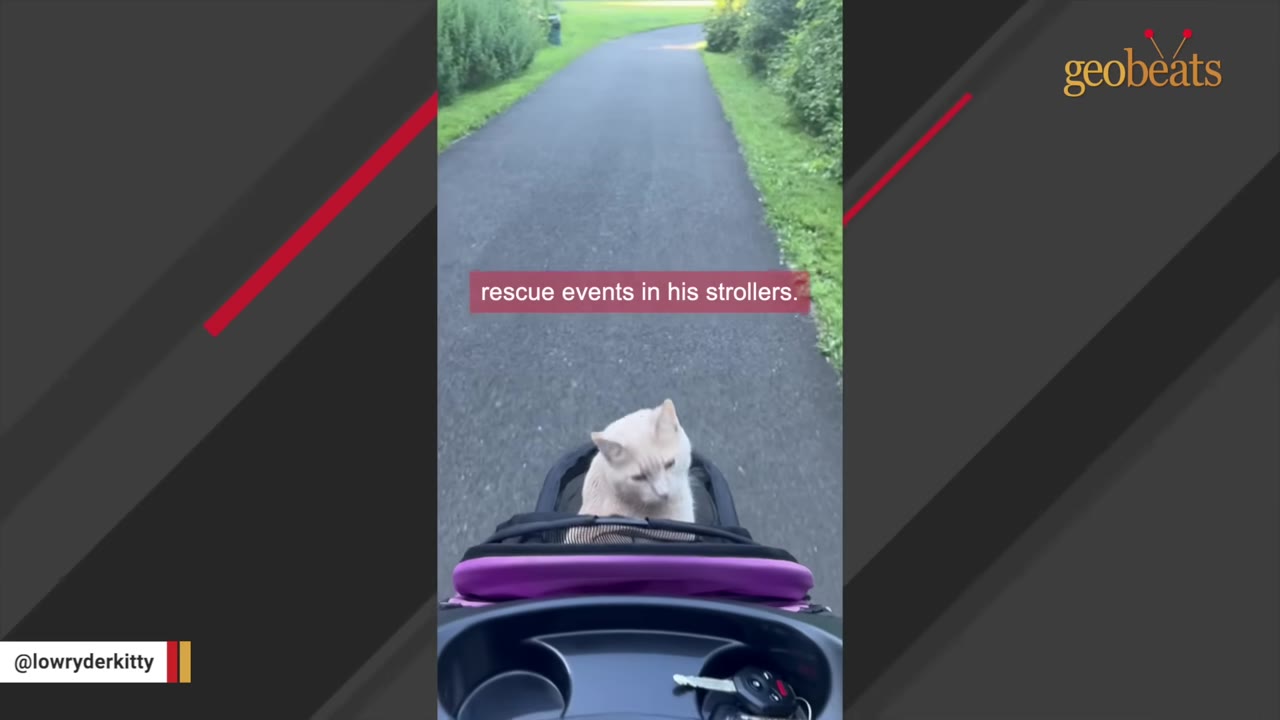 A light orange cat sits in a purple pet stroller on an outdoor paved path, looking forward.