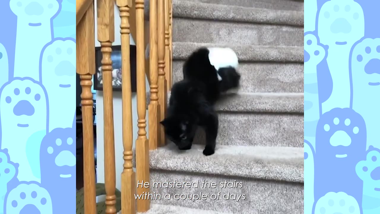 A black cat wearing a white diaper climbs down carpeted stairs, using its strong front legs.