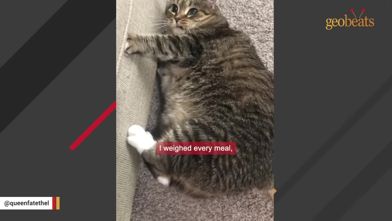 A large, overweight brown tabby cat with white paws lies on its side on a carpeted floor next to a beige sofa, looking up.