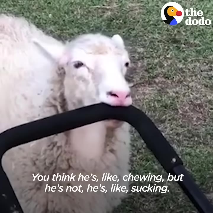 A fluffy white sheep outdoors biting onto a black padded handle of a cart or stroller.