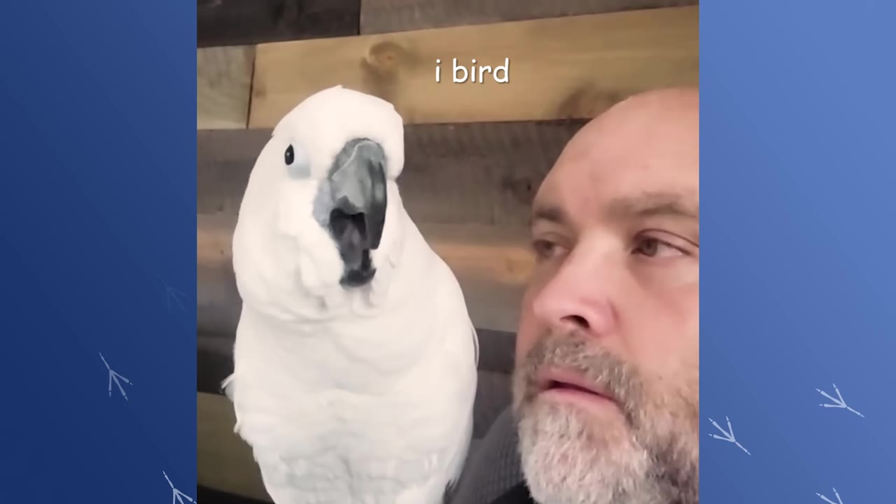 A white cockatoo with its beak open sits on a man's shoulder, appearing to vocalize next to his face.