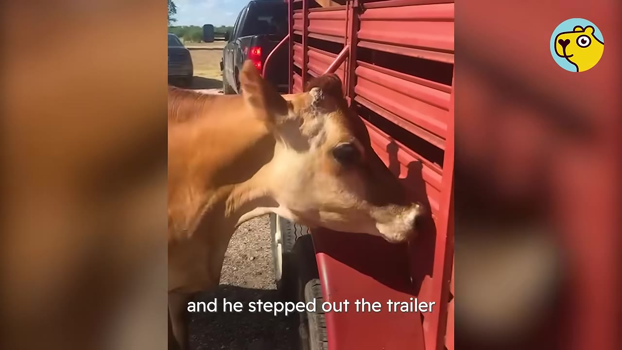 A brown cow sniffs the side of a red trailer parked outdoors.