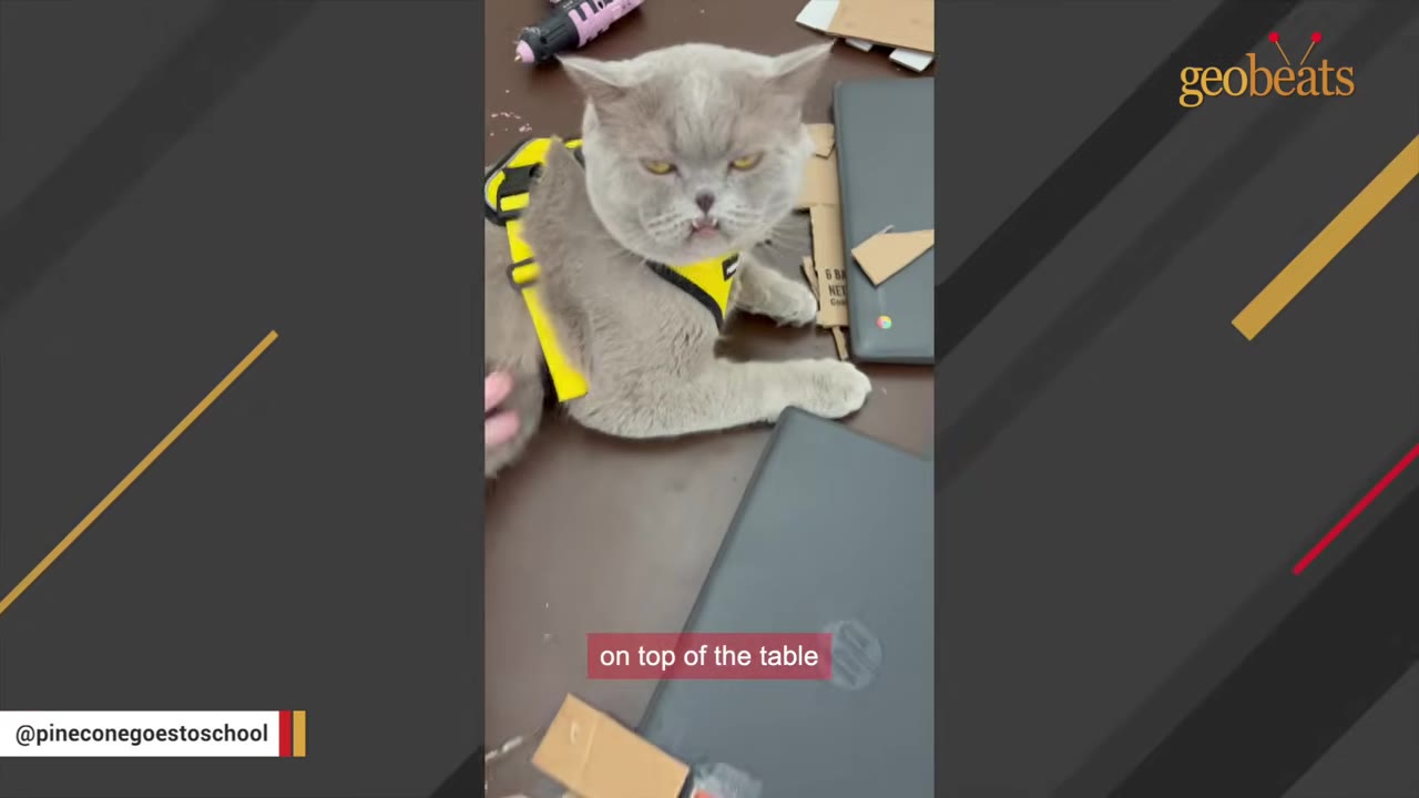 A grey British Shorthair cat wearing a yellow harness lies on a brown table next to laptops and cardboard cutouts.