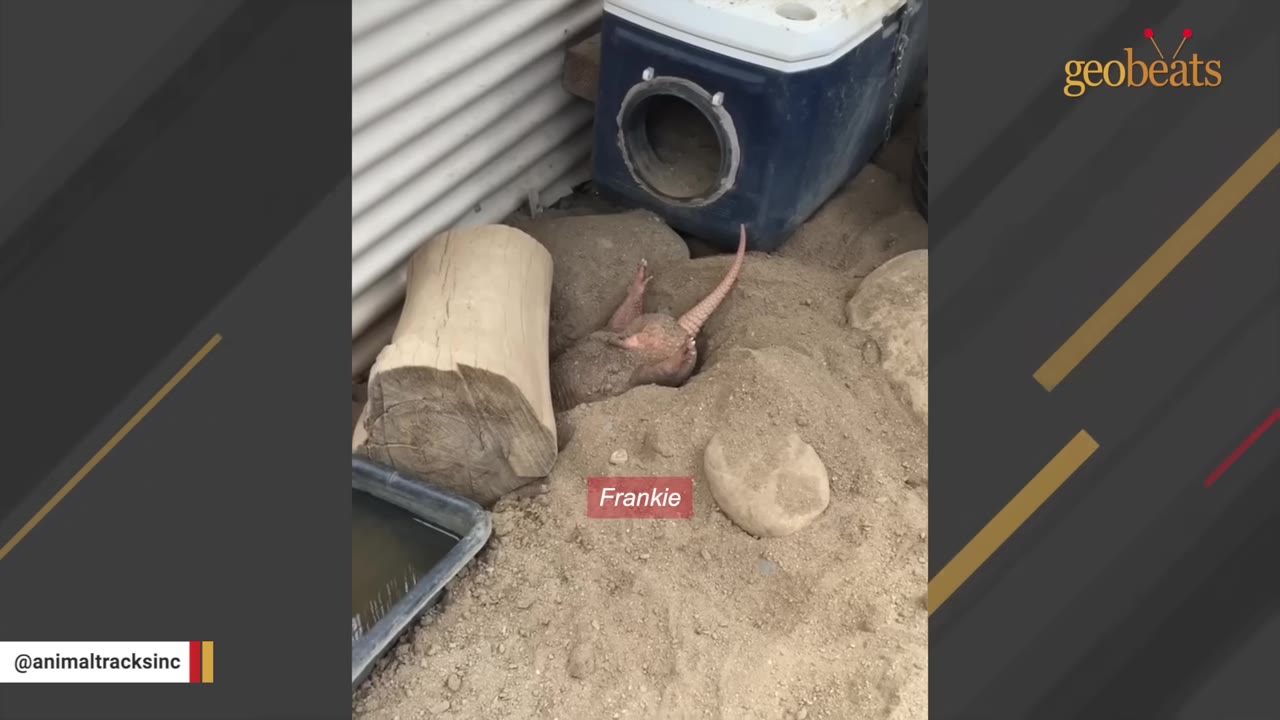 An armadillo named Frankie lies on his back in the sand next to a hollow log and a blue shelter.