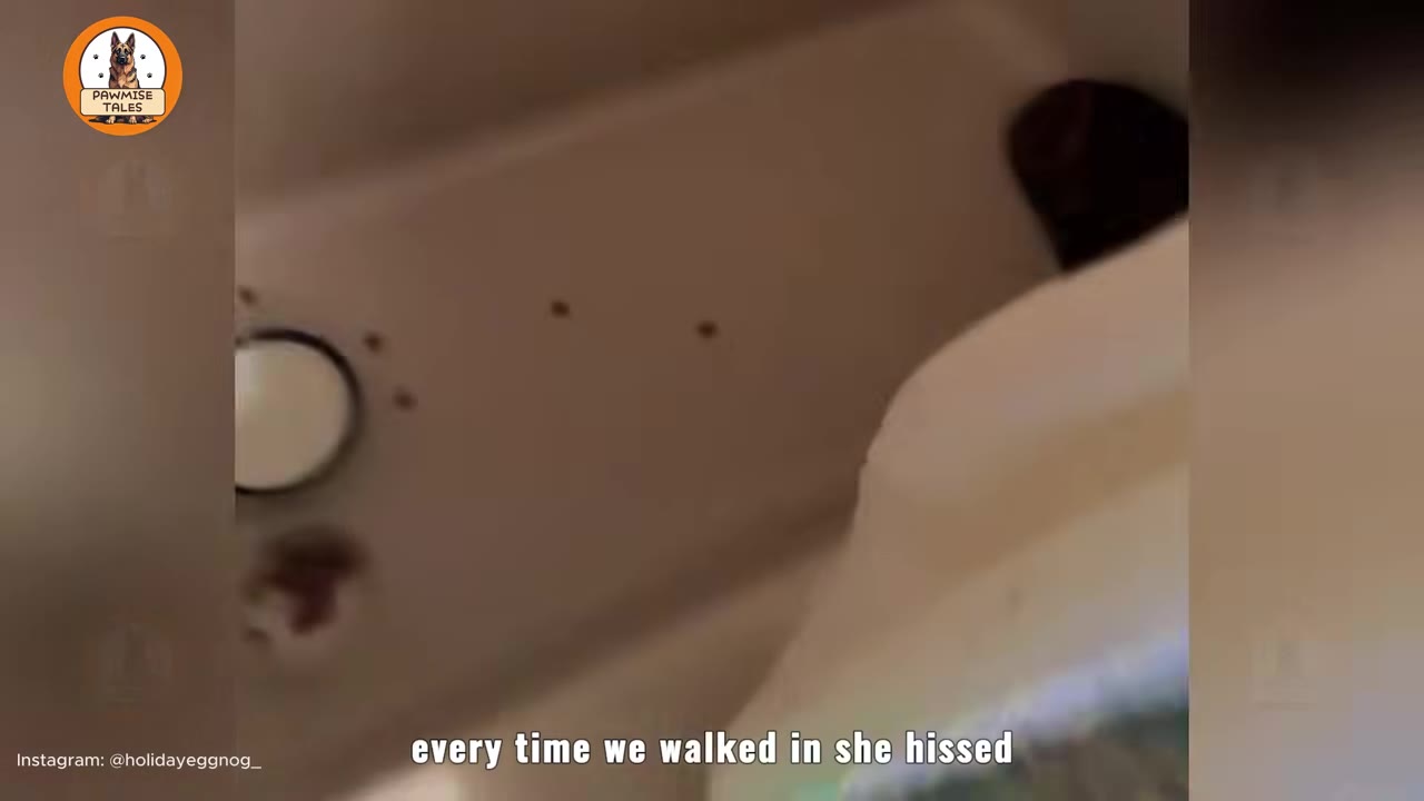 A high-angle shot of a bathroom setup with food and water bowls on the floor next to a bathtub, where a small calico cat is curled up hiding in the far corner.